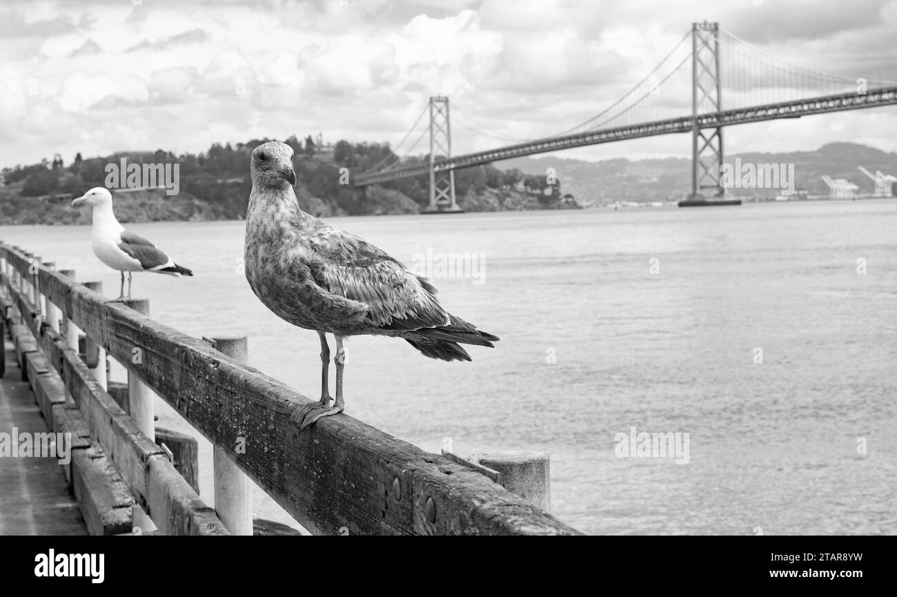 mouettes ou goélands de mer oiseaux sur le parapet au pont, copier l'espace Banque D'Images