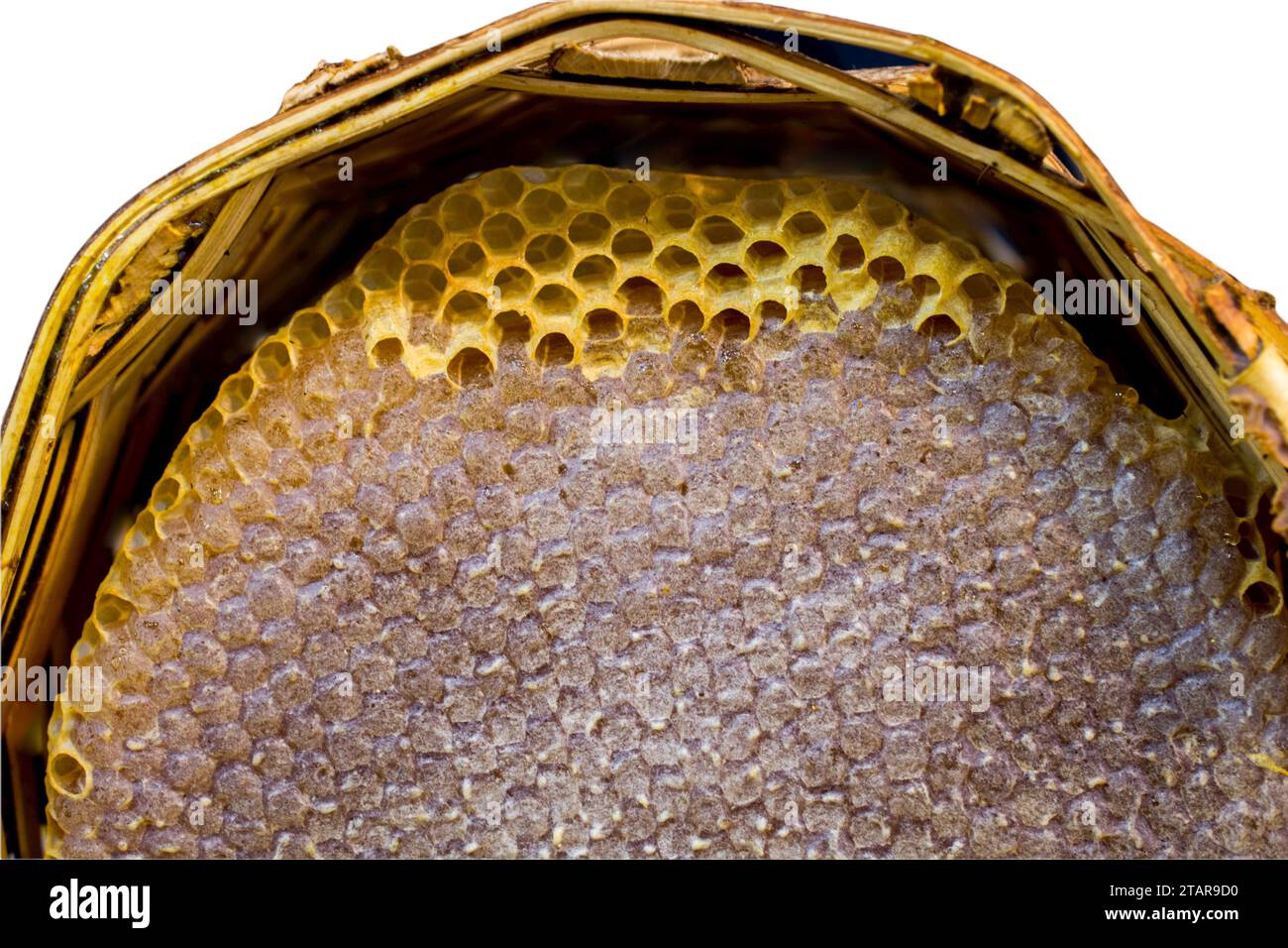 Nid d'abeille de ruche remplie de miel, thème de produit biologique Banque D'Images