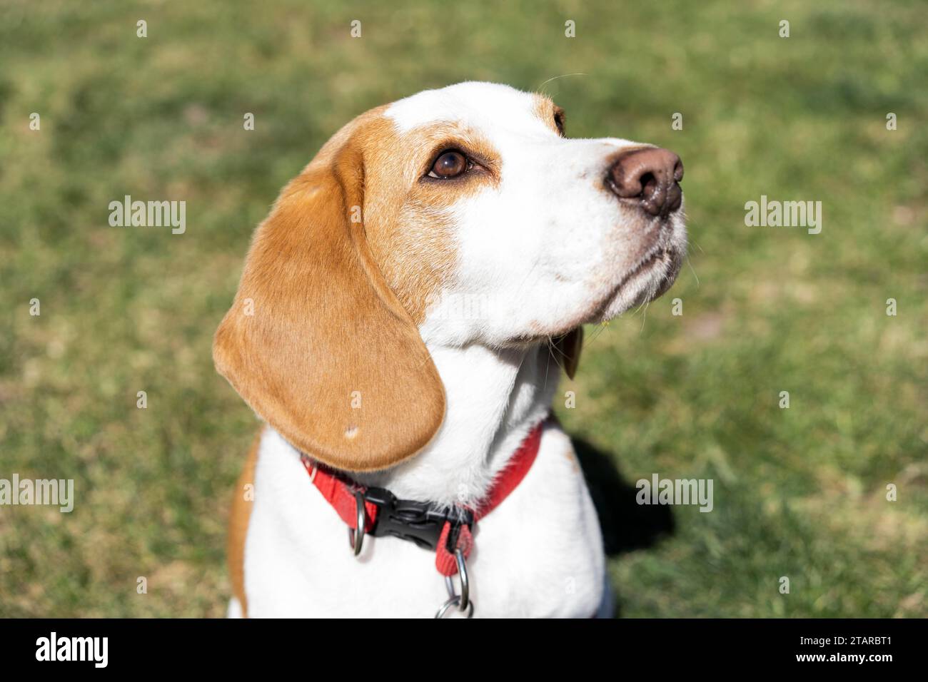 Portrait de chien Beagle sur pelouse Banque D'Images
