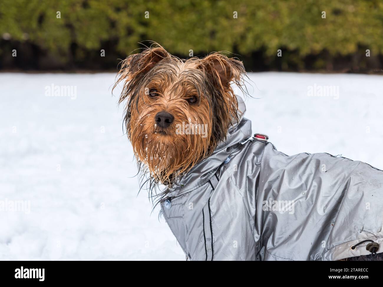 Portrait du chiot Yorkshire Terrier sur la neige. Banque D'Images
