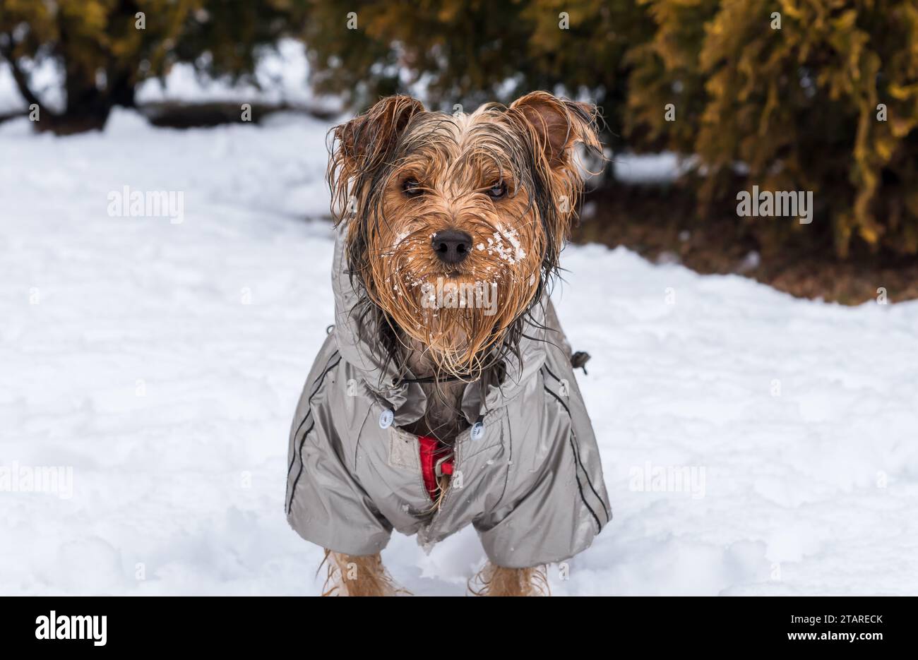 Portrait du chiot Yorkshire Terrier sur la neige. Banque D'Images