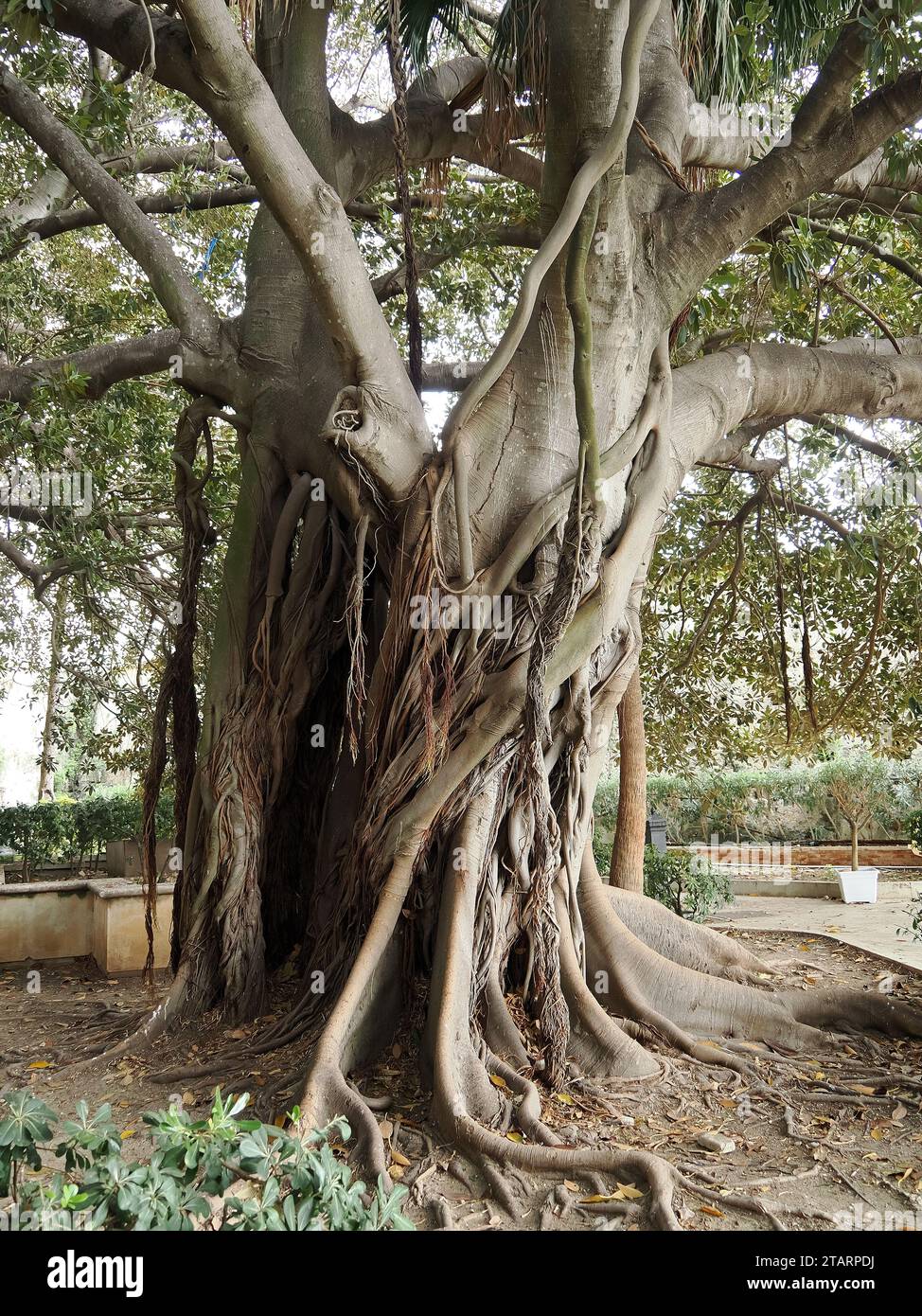 Moreton Bay figuier or Australian banyan, Großblättrige Feige, figuier de la baie de Moreton, Ficus macrophylla, nagylevelű fikusz, Sicily, Sicilia, Italie Banque D'Images