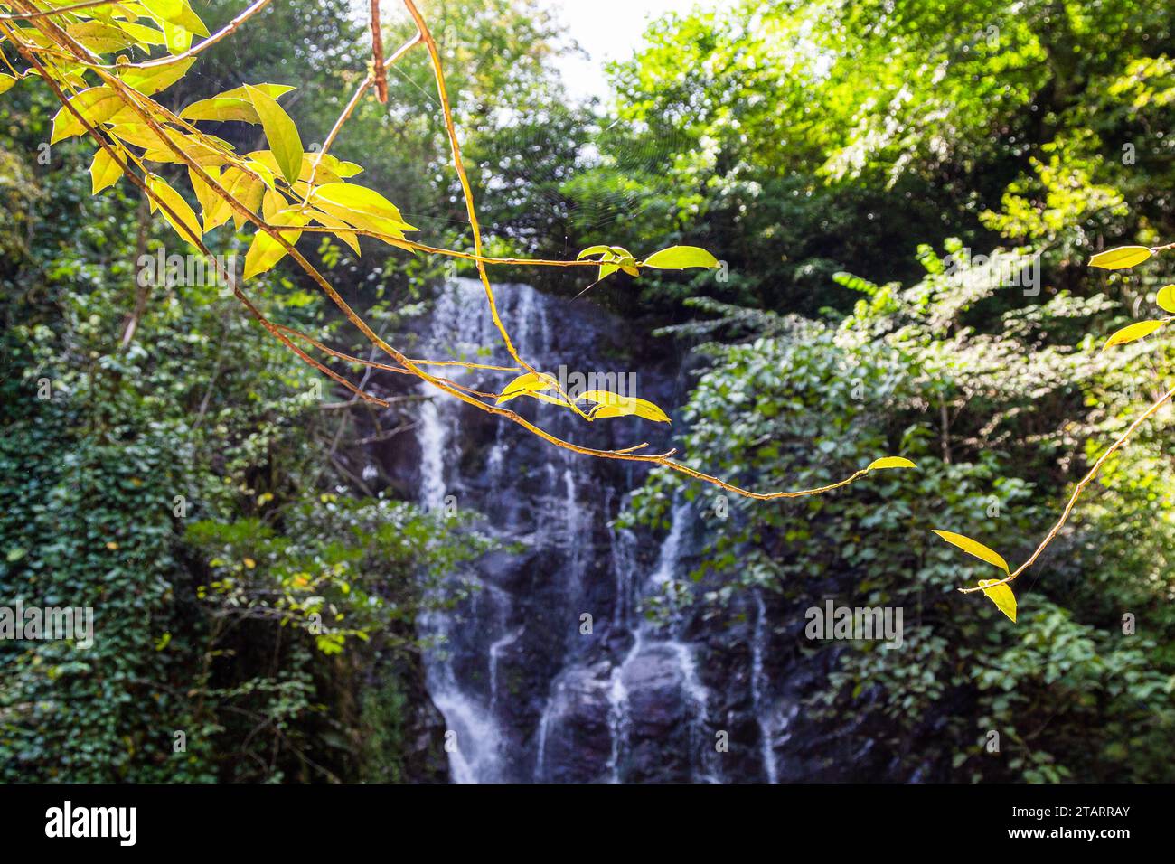 Voyage à la Géorgie - brindille avec des feuilles jaunes illuminée par le soleil closeup et la cascade Mirveti à Adjara le jour de l'automne sur fond Banque D'Images
