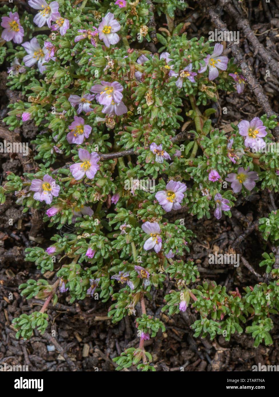 Bruyère, Frankenia laevis, en fleur sur la lisière des marais salants. Banque D'Images