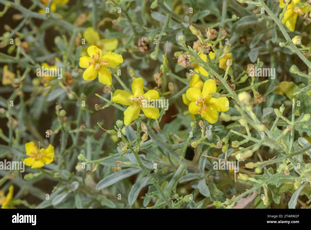 Mullein épineux, Verbascum spinosum - une plante de phrygane endémique crétoise. Banque D'Images