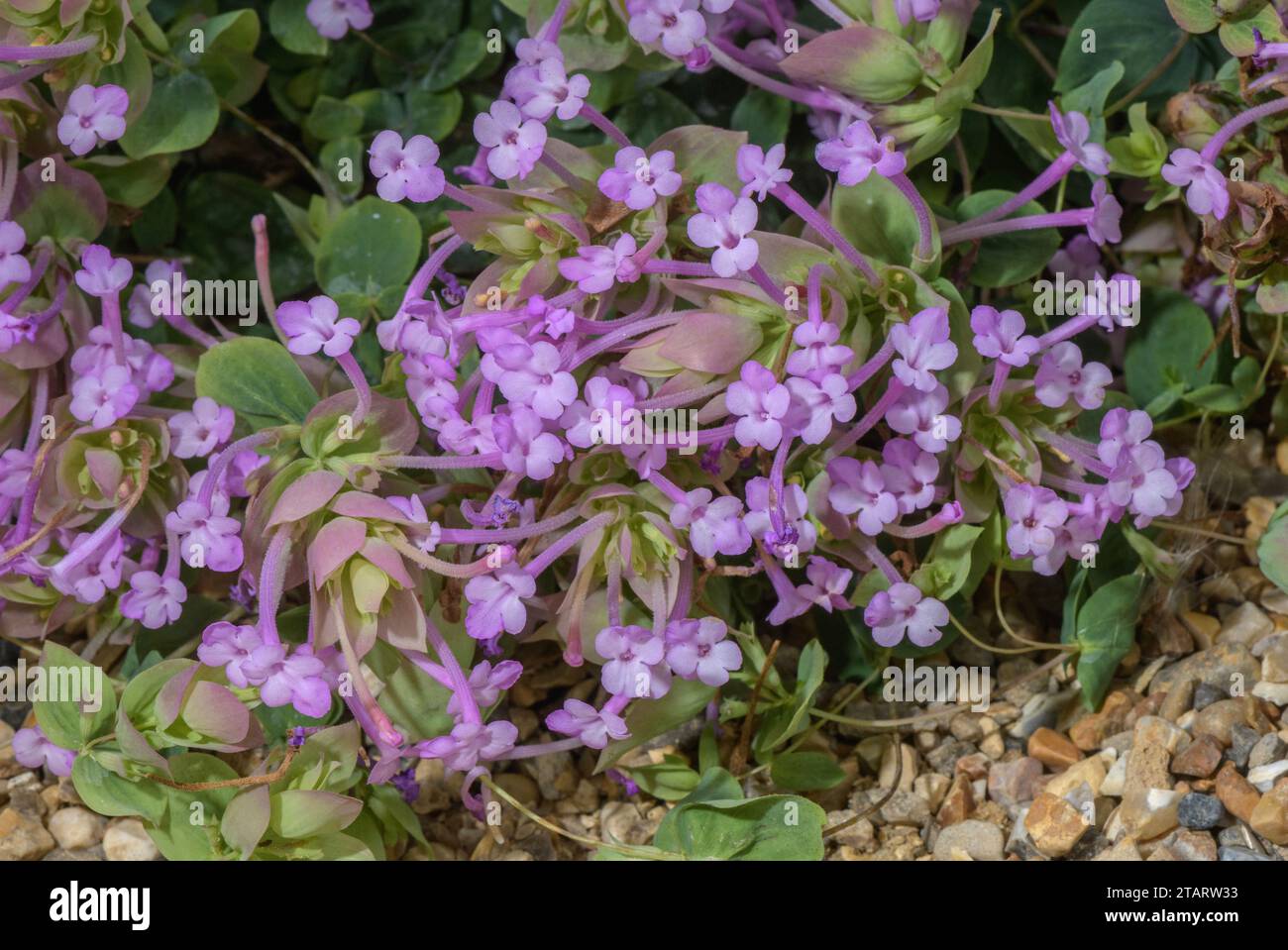 Amanum oregano, Origanum amanum, en fleur ; du sud-est de la Turquie. Banque D'Images