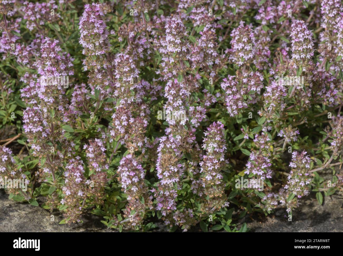 Un thym sauvage, Thymus sibthorpii du sud-est de l'Europe. Banque D'Images