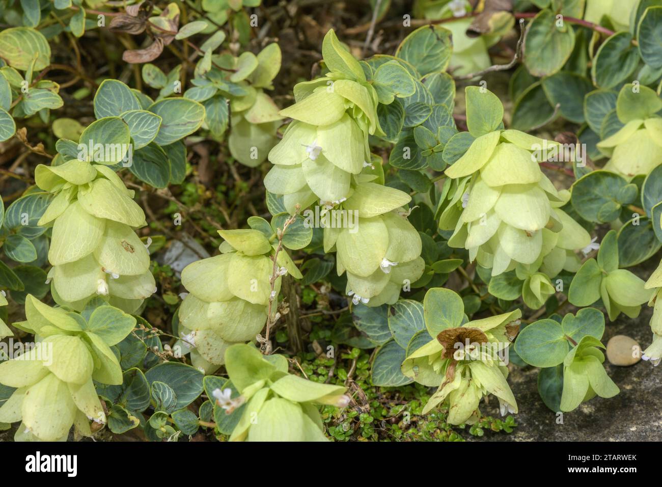Origan à feuilles rondes, Origanum rotundifolium, en fleur ; Caucase. Banque D'Images