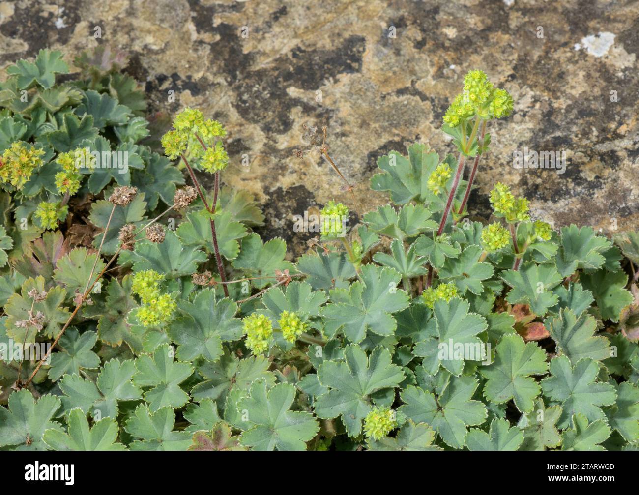 Manteau de dame naine, Alchemilla erythropoda, sud-est de l'Europe. Banque D'Images