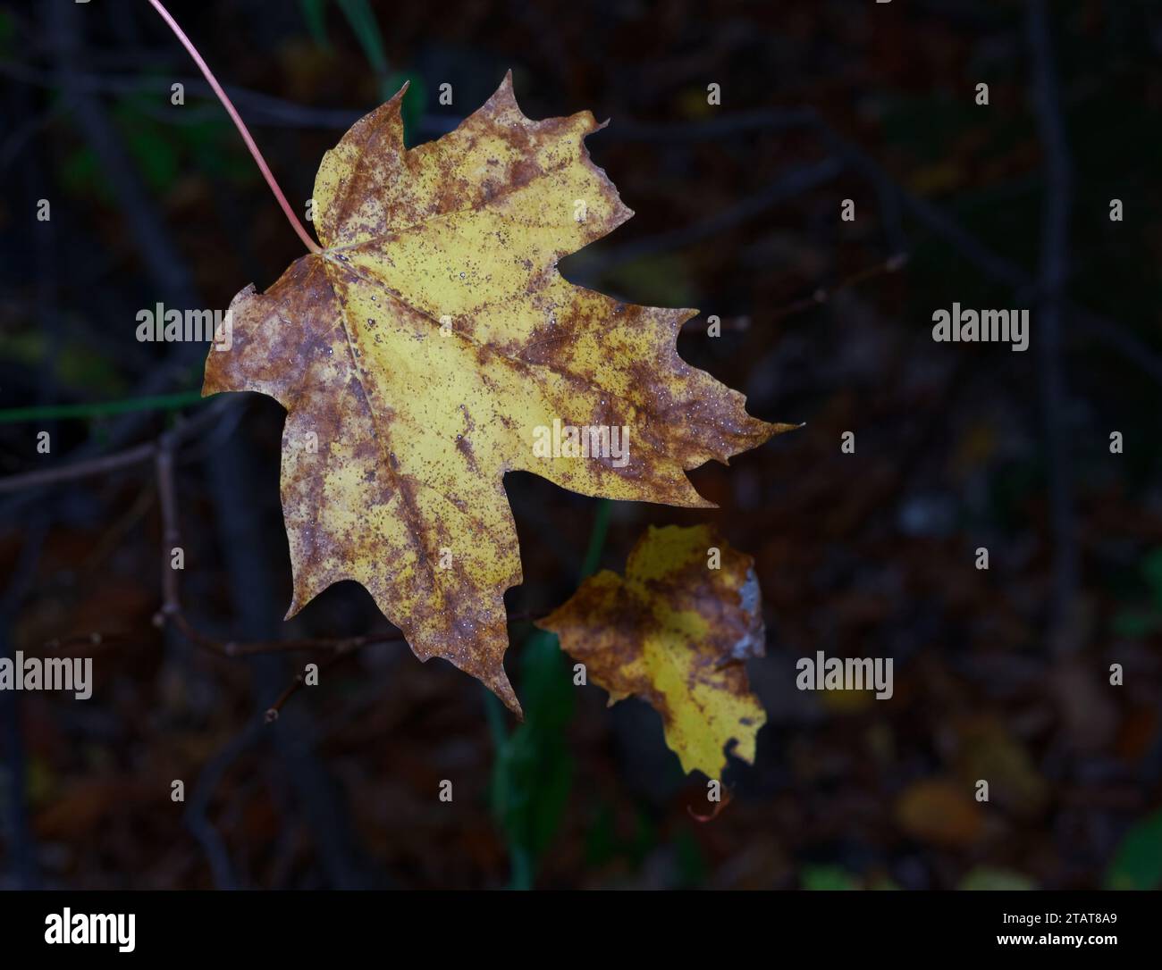 Feuille d'érable avec moisissure sur la branche d'arbre. Québec, Canada Banque D'Images