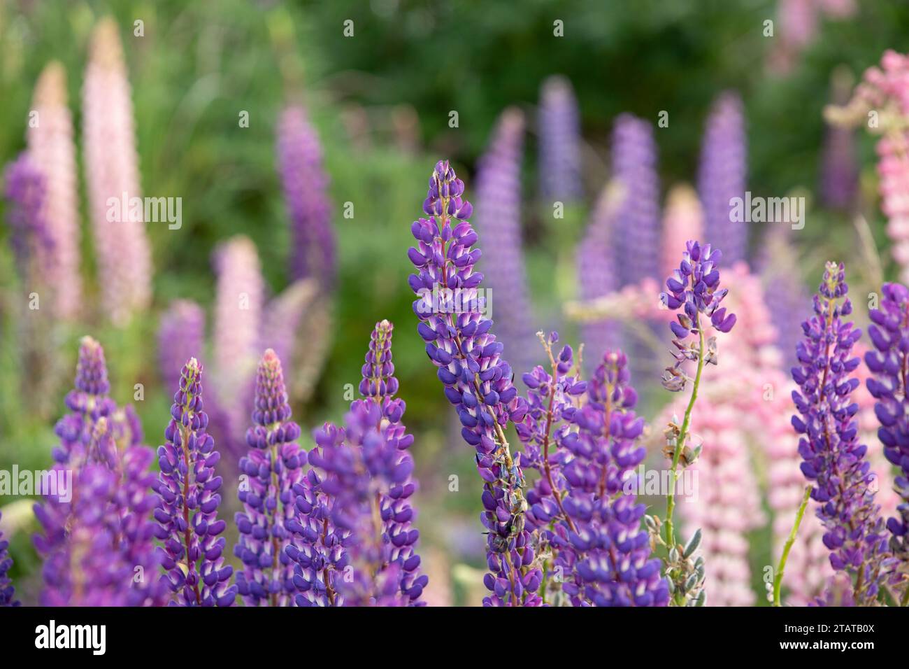 Lupins centre de l'île du sud de la Nouvelle-Zélande Banque D'Images