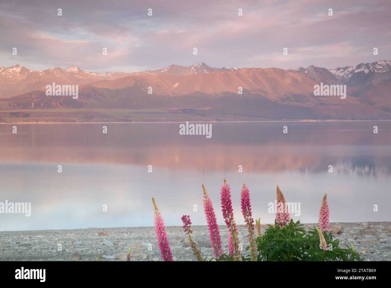 Lupins devant les montagnes, Nouvelle-Zélande Banque D'Images