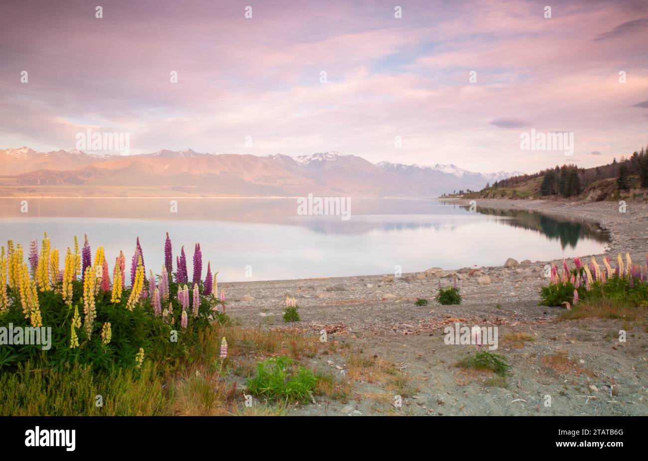 Lupins devant les montagnes, Nouvelle-Zélande Banque D'Images