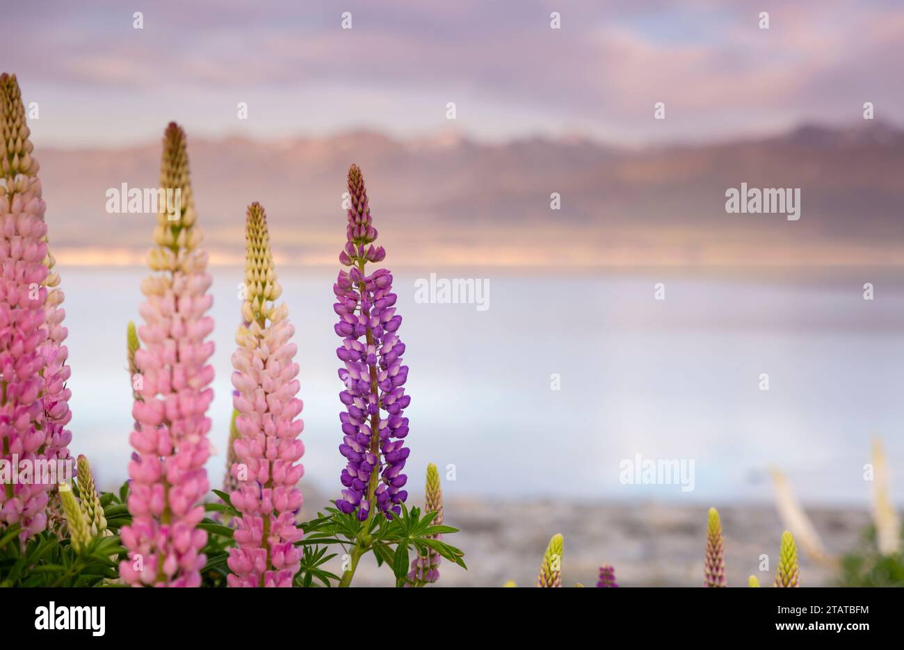 Champ de lupins de Nouvelle-Zélande Banque D'Images