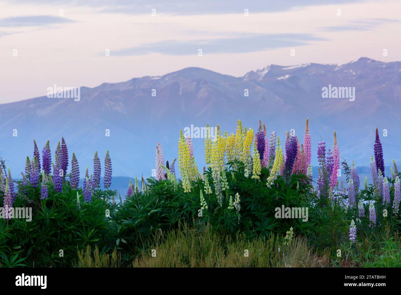 Lupins néo-zélandais autour du mont Cook et du lac tekapo Banque D'Images