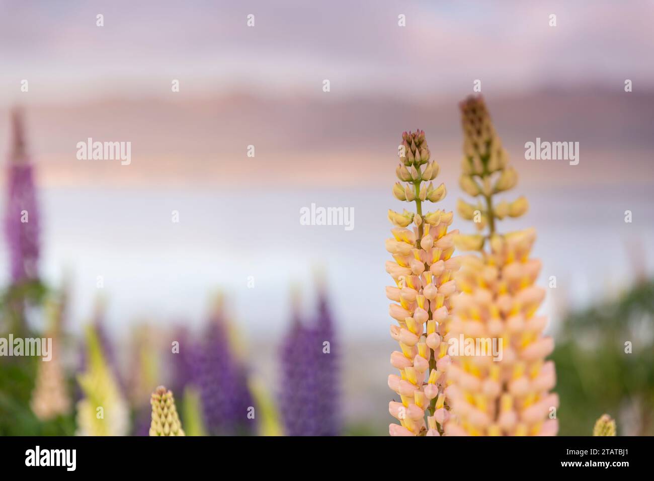 Lupins néo-zélandais autour du mont Cook et du lac tekapo Banque D'Images