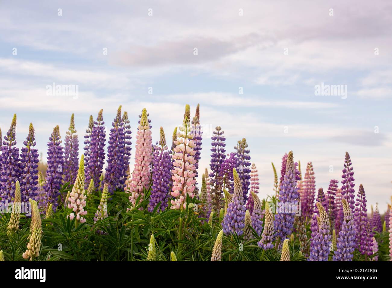 Lupins néo-zélandais autour du mont Cook et du lac tekapo Banque D'Images