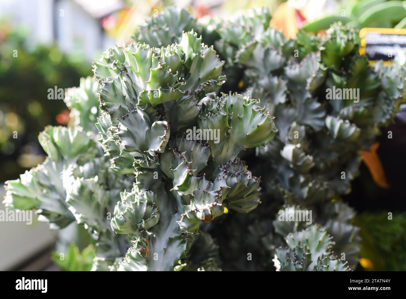 Euphorbia Lactea f.Cristata plante en gros plan Banque D'Images