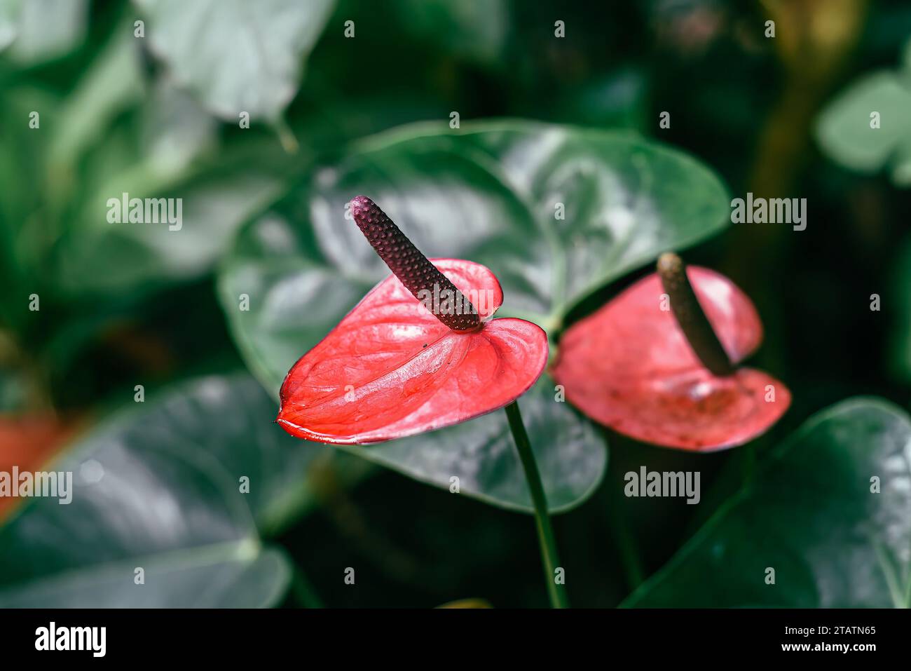 Anthurium Cavalli fleur de gros plan Banque D'Images