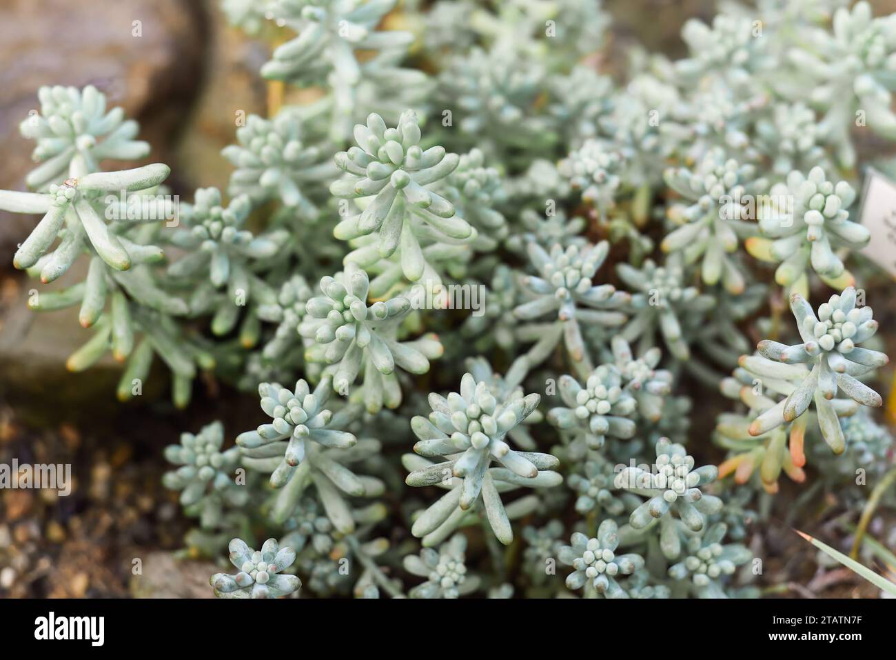 Sedum pachyphyllum plante en gros plan Banque D'Images