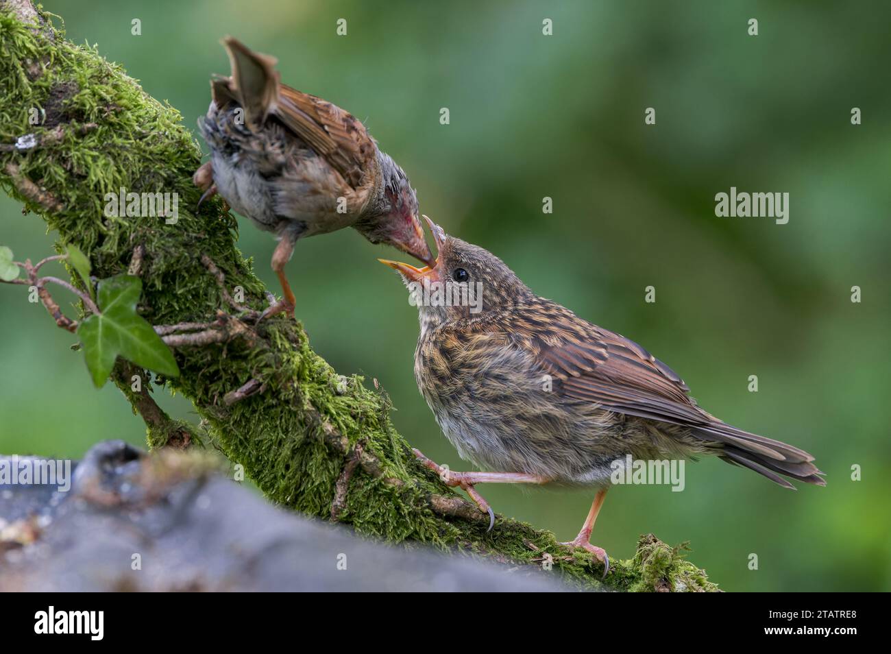 Dunnock [ Prunella modularis ] oiseau juvénile nourri par l'adulte sur la branche mousseline Banque D'Images