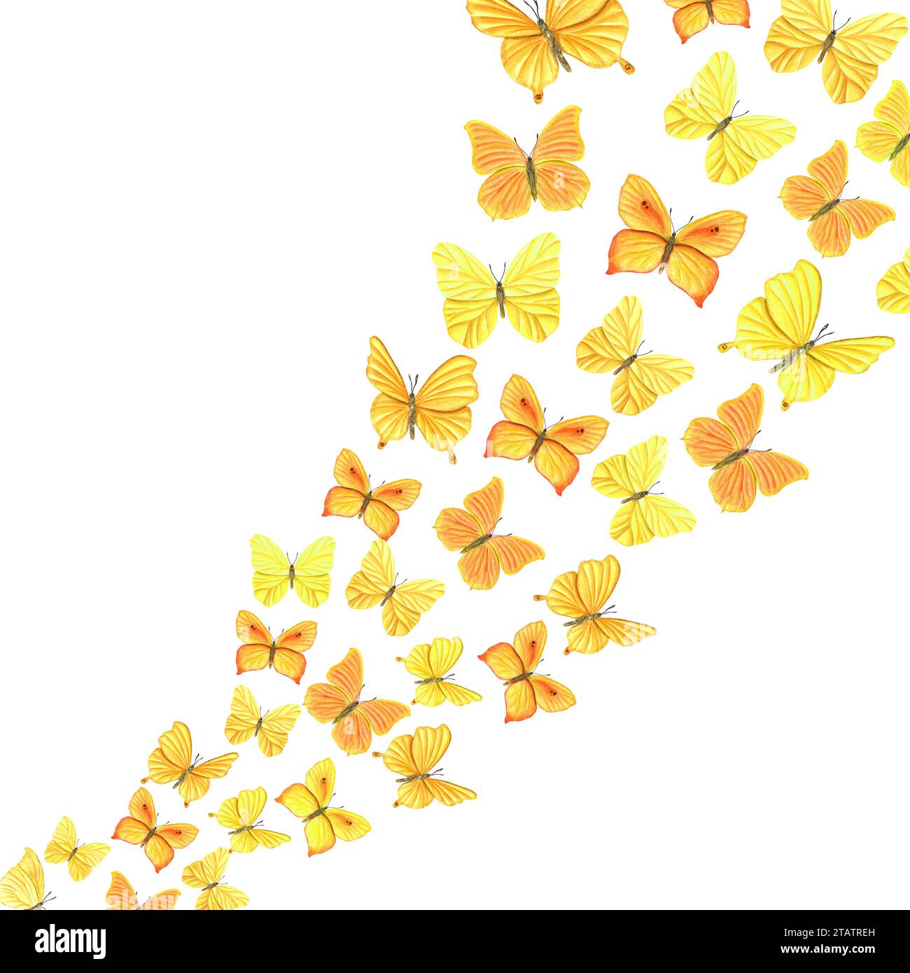 Papillons orangés jaunes volants à l'aquarelle. Cuivre, cuivre rare, chou. Papillon tropical. Illustration dessinée à la main. Pour la conception de carte postale Banque D'Images