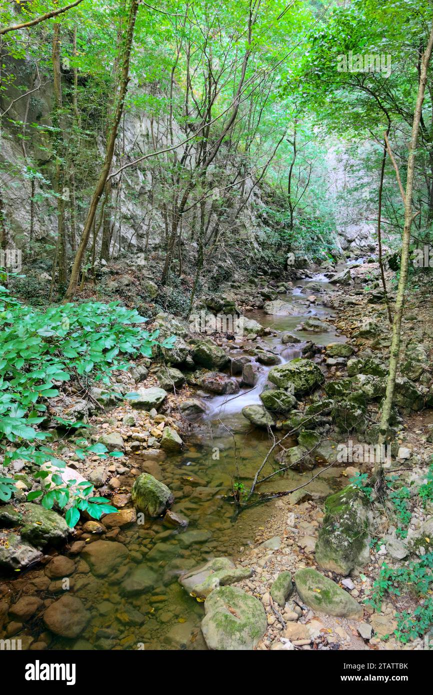 Ruisseau étroit coulant dans le parc national de Tara, Serbie Banque D'Images