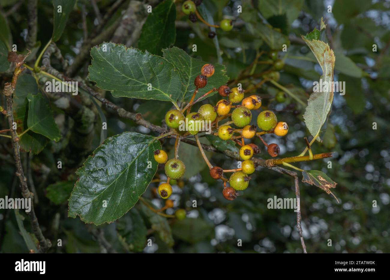 Poutre blanche du Devon, Sorbus devoniensis, dans les fruits sur Roborough Down, Dartmoor. Une rare endémique britannique. Devon. Banque D'Images