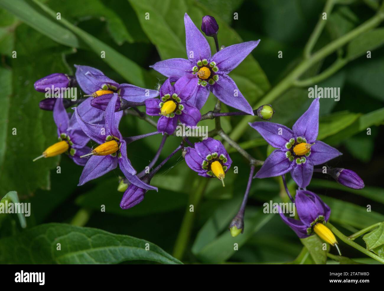 Douce-amère, Solanum dulcamara, en fleur à hérisson. Banque D'Images