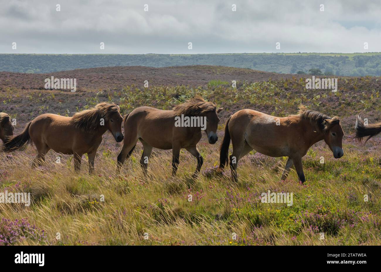 Troupeau de poneys paissant sur la landes à Hartland Moor, avec le château de Corfe au-delà. Purbeck Heaths NNR, Dorset. Banque D'Images