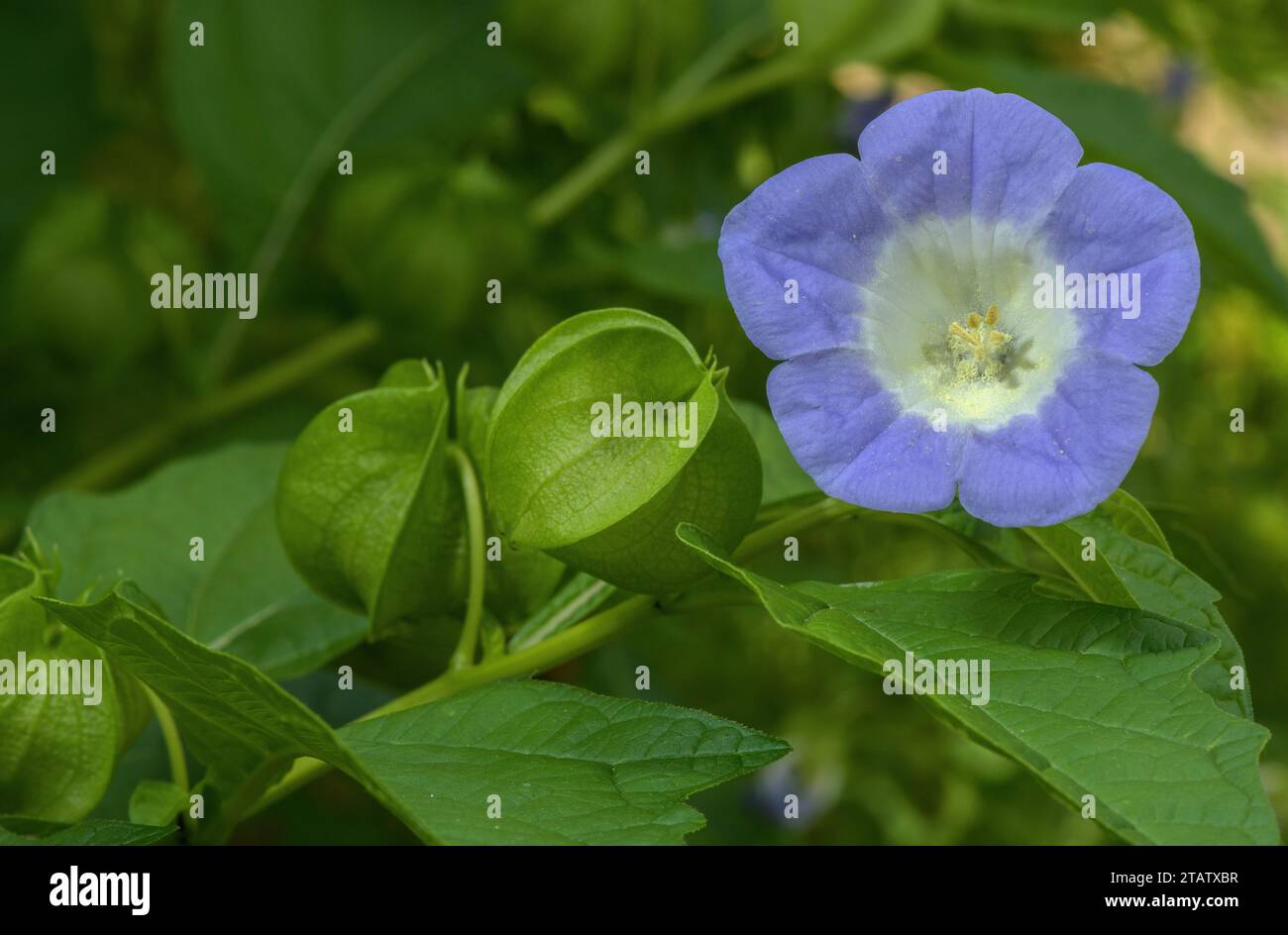Plante Shoo-mouche ou pomme du Pérou, Nicandra physalodes, en fleur. Amérique du Sud. Banque D'Images