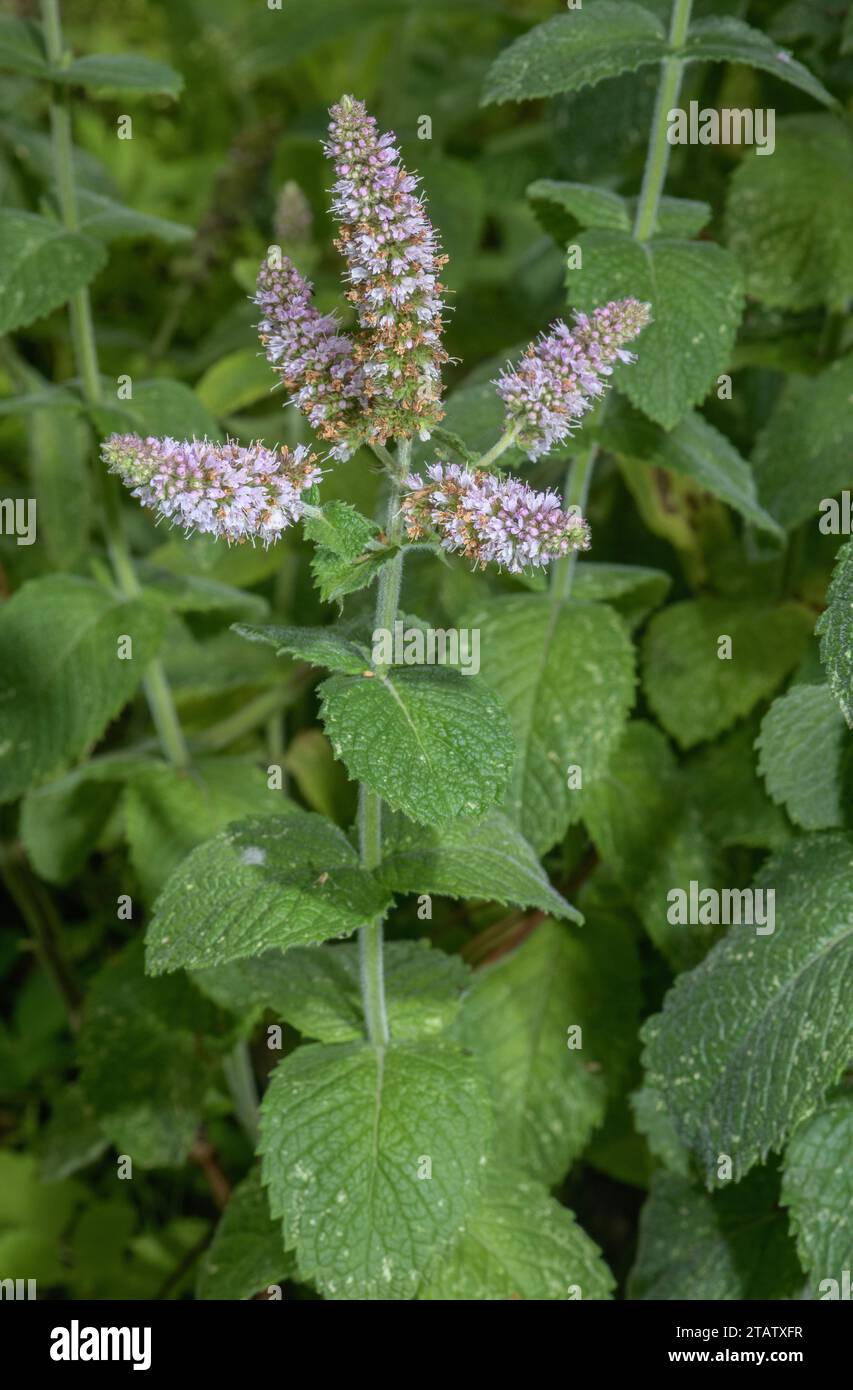 Menthe de pomme, Mentha suaveolens, en fleur. Originaire du sud-ouest de l'Europe, mais largement planté et naturalisé. Banque D'Images