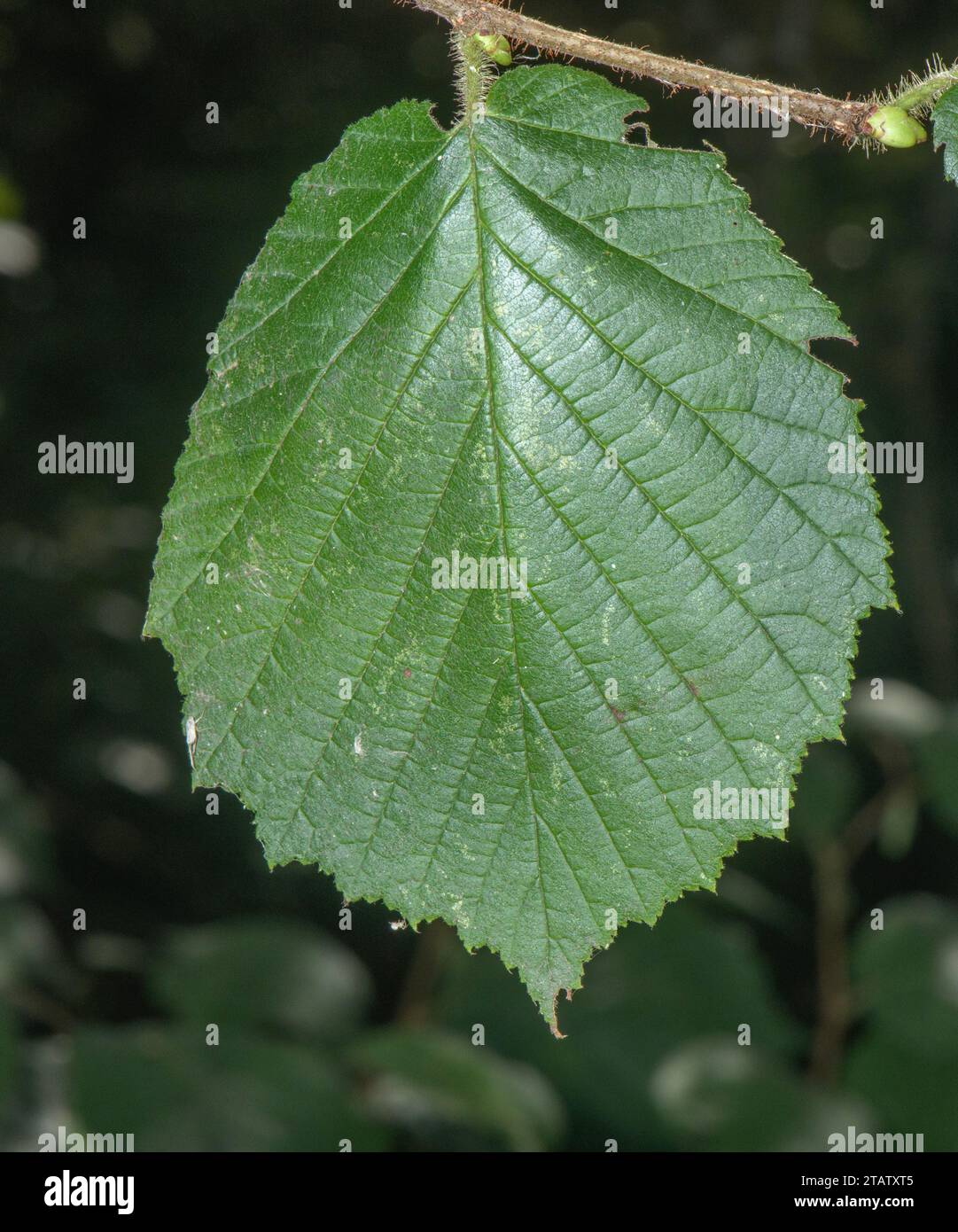 Feuille de Hazel, largement ovée, avec pointe acuminée. Banque D'Images