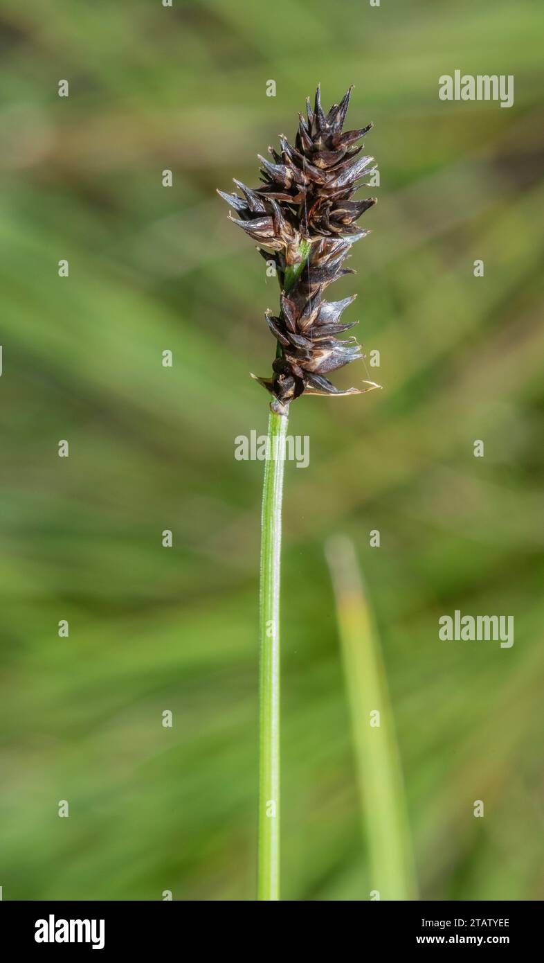 Carreau rugueux, Carex muricata dans les fruits. Banque D'Images