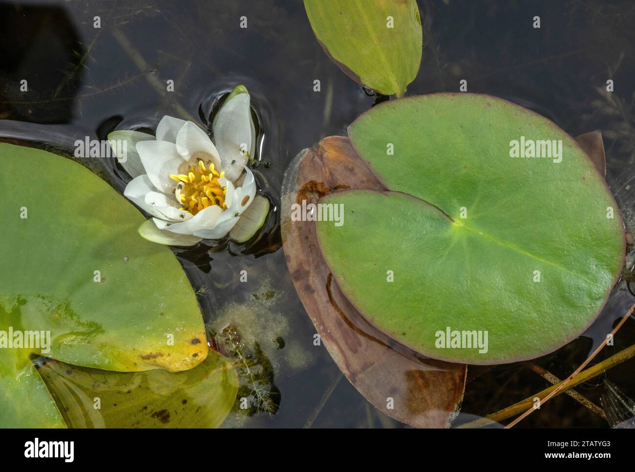 Nain White Water Lily, Nymphaea candida en fleur dans l'étang, Europe du Nord. Banque D'Images