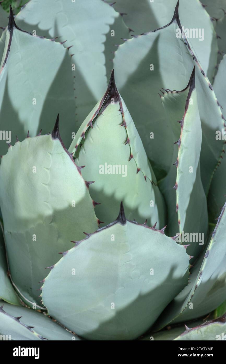 Feuilles d'agave de Parry, Agave parryi, du sud-ouest des États-Unis et du Mexique. Banque D'Images