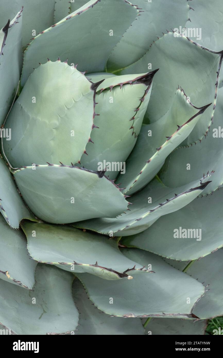 Feuilles d'agave de Parry, Agave parryi, du sud-ouest des États-Unis et du Mexique. Banque D'Images