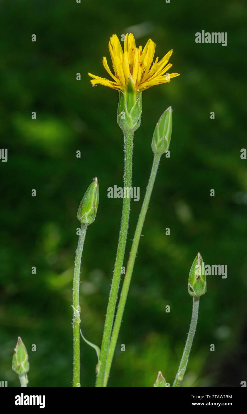 Salsify espagnol, Scorzonera hispanica en fleur dans le jardin. Banque D'Images