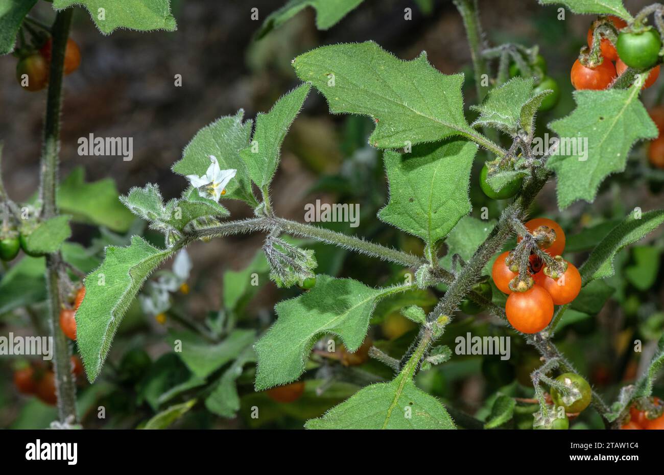 Nuisette poilue, Solanum villosum, en fleur et fruit. Mauvaise herbe annuelle répandue. Banque D'Images