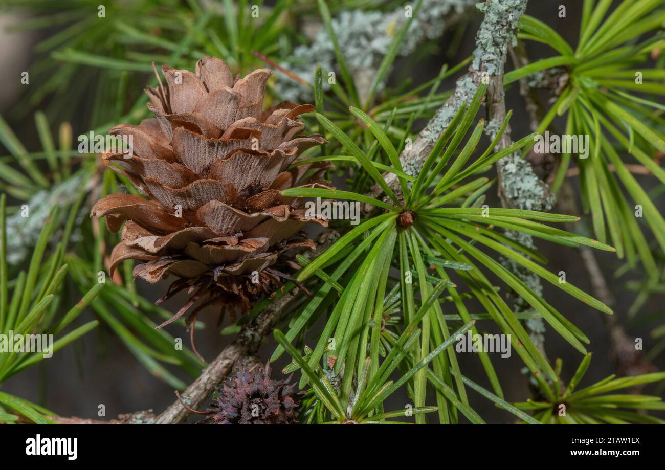 Cônes femelles matures de mélèze japonais, Larix kaempferi, en automne. Japon. Banque D'Images