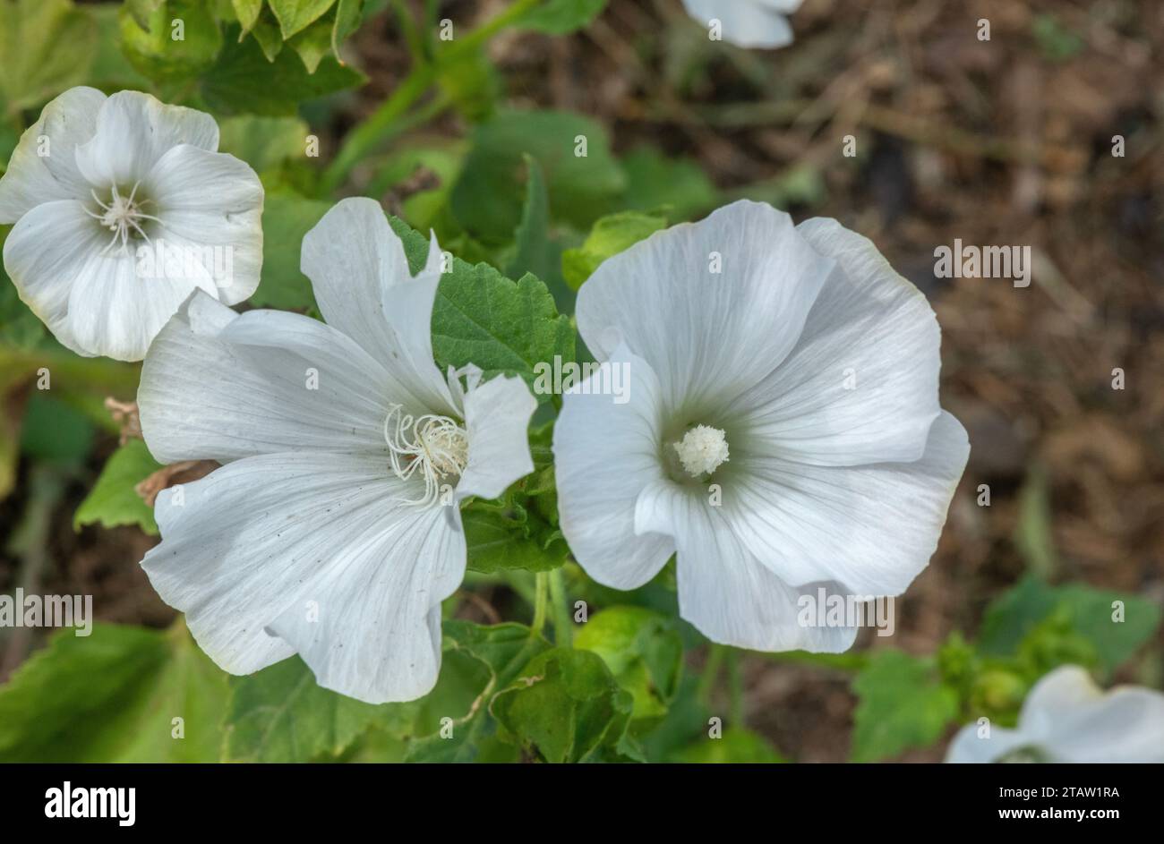 Mauve annuelle commune, Lavatera trimestris, en fleur dans sa forme blanche. Méditerranée. Banque D'Images