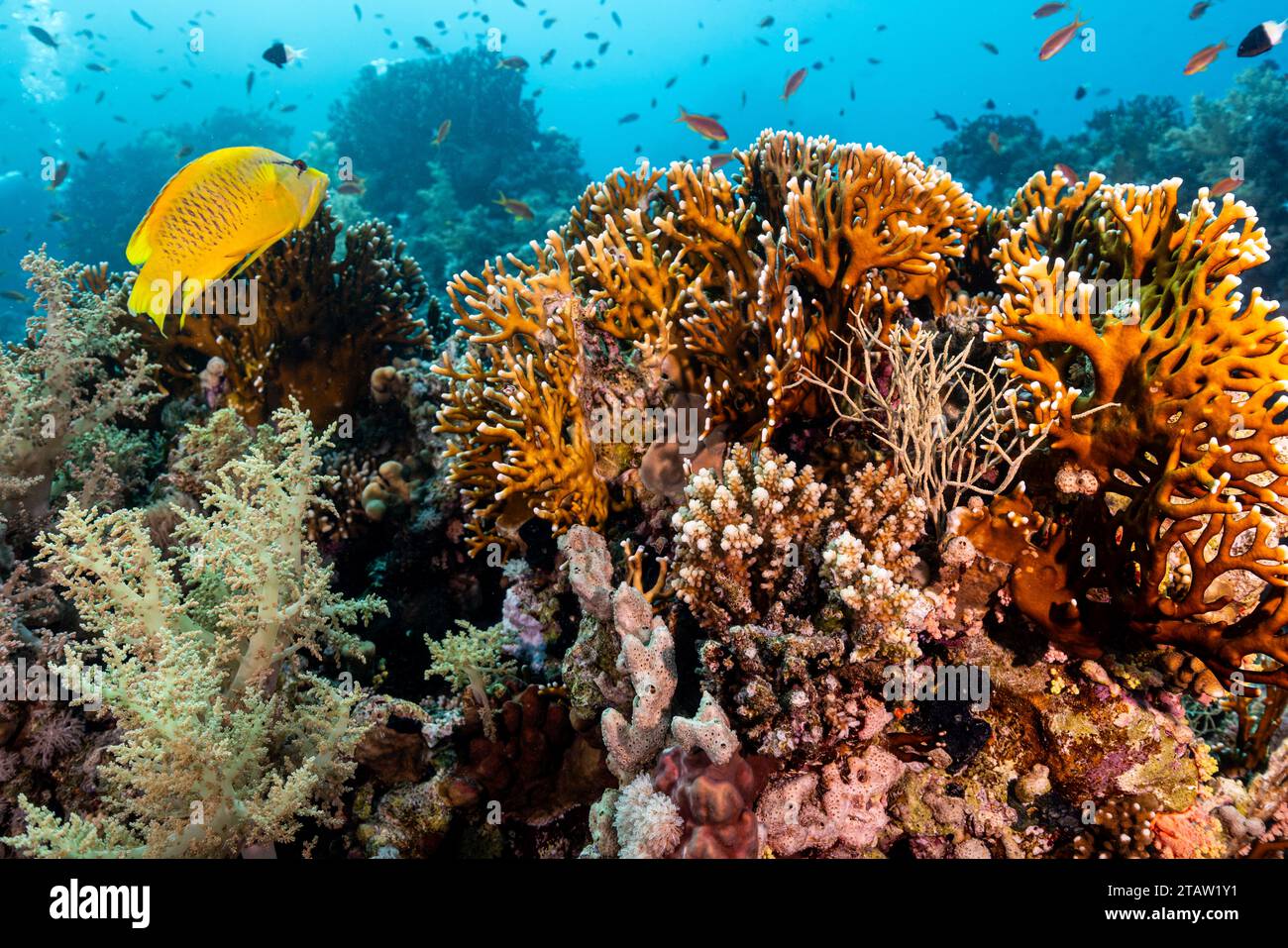 Un poisson-butterfly nage au-dessus d'un récif corallien sain dans la mer Rouge. Banque D'Images
