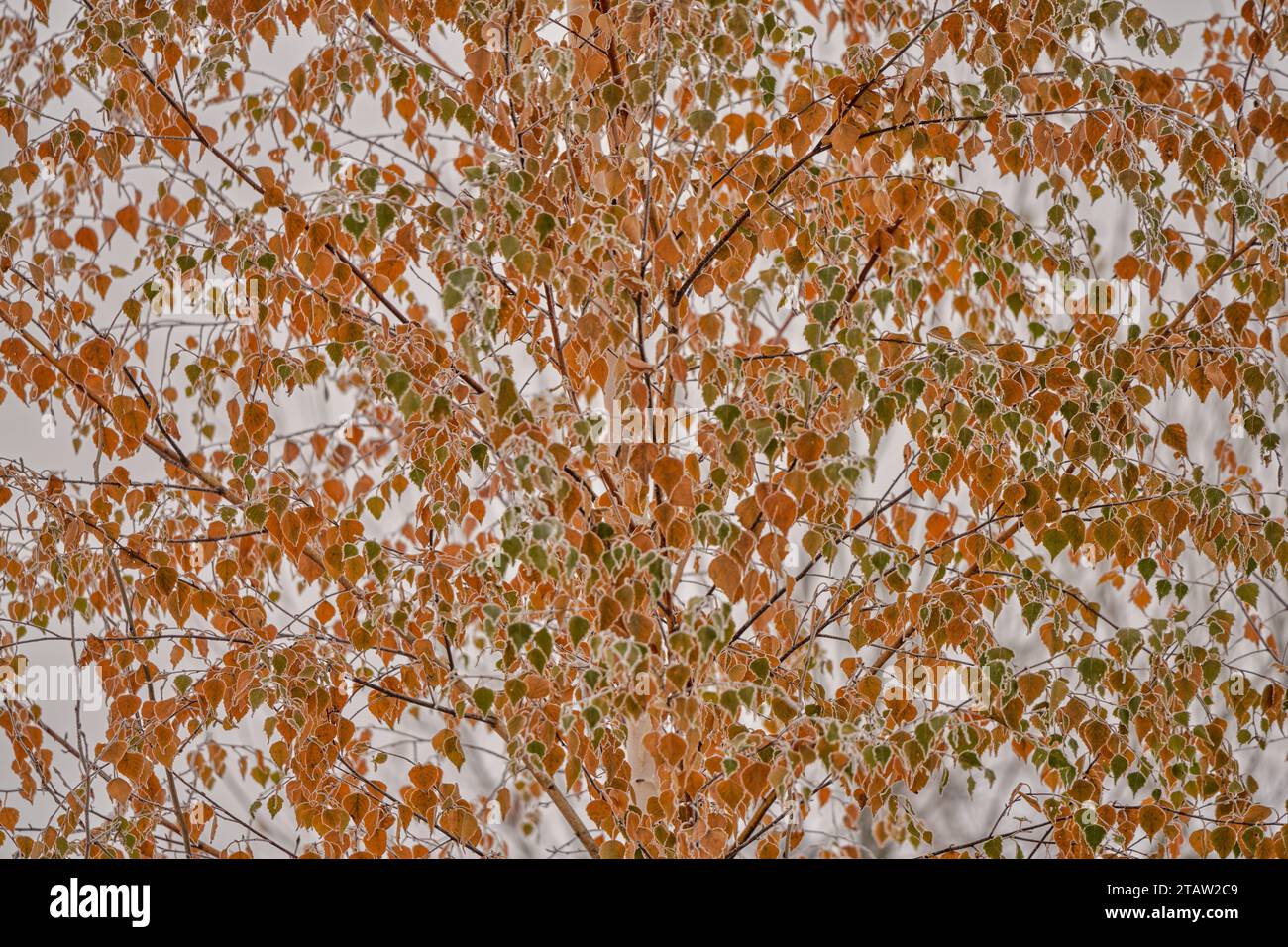 Feuilles de bouleau blanc jaunissant en automne Betula veruccosa Banque D'Images