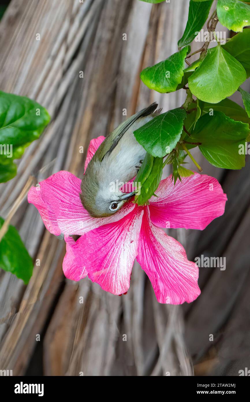 Christmas Island White-Eye (Zosterops natalis) se nourrissant d'une fleur d'hibiscus rose, Christmas Island, Australie Banque D'Images