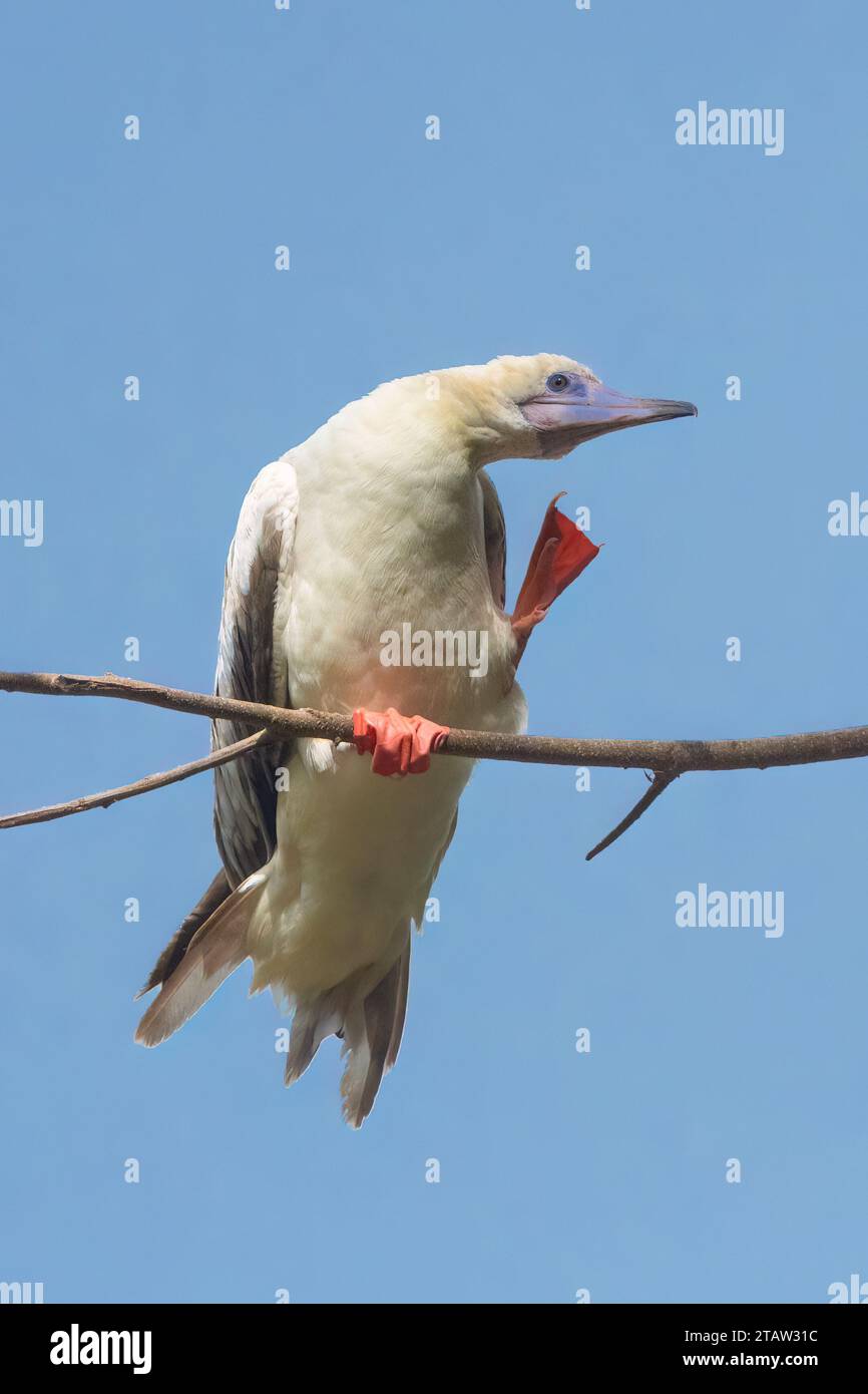 Booby à pieds rouges (Sula sula rubripes) Preening, Christmas Island, Australie Banque D'Images