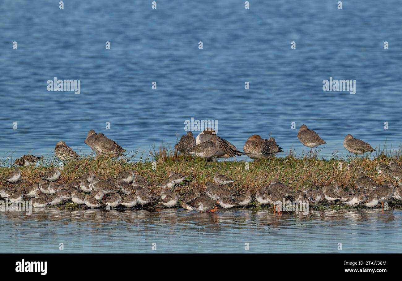 Tranchant rouge commun, Tringa totanus et Pintail à marée haute, le Solent, Hampshire. Banque D'Images