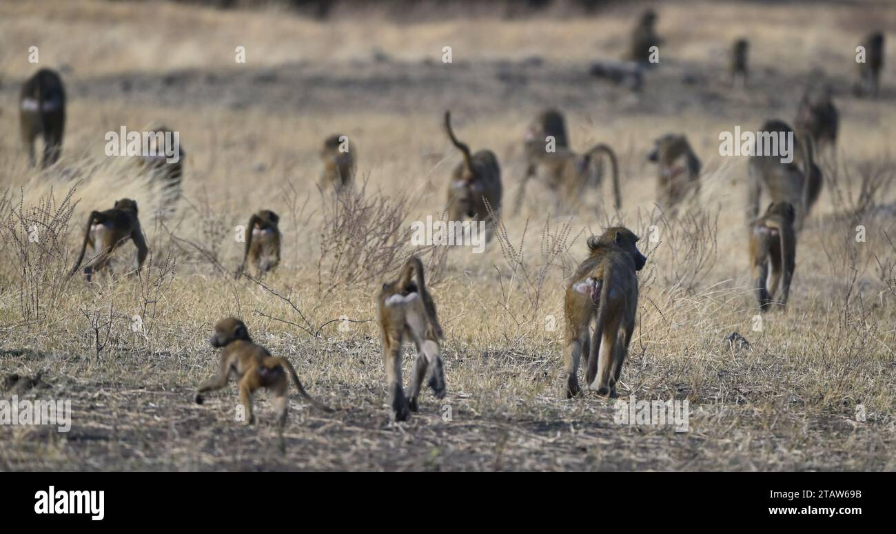 un grand groupe de babouins chacma s'éloignant dans l'herbe sèche Banque D'Images