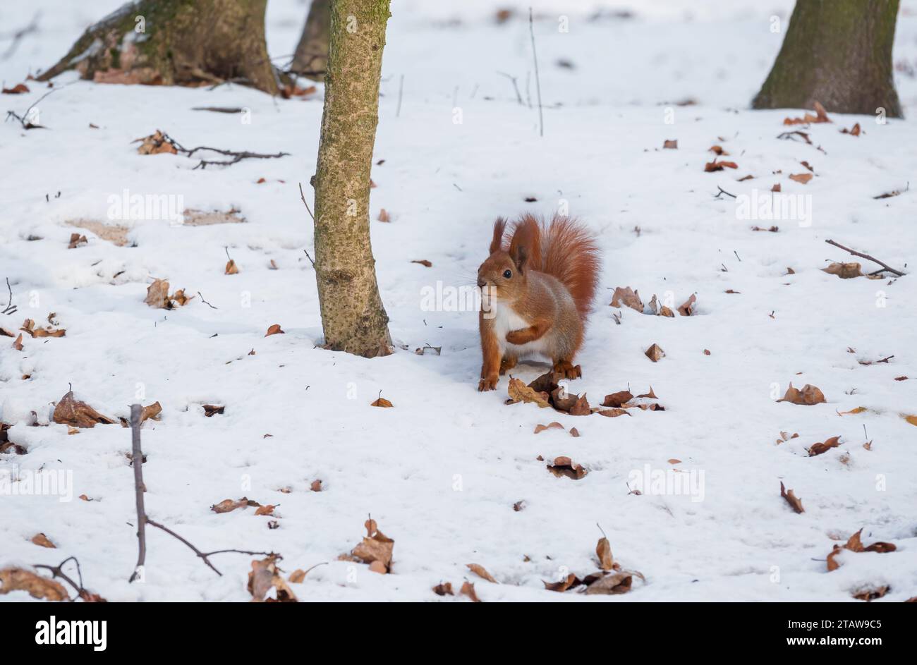 Écureuil roux sur la neige dans le parc. Petits animaux survivants en hiver Banque D'Images
