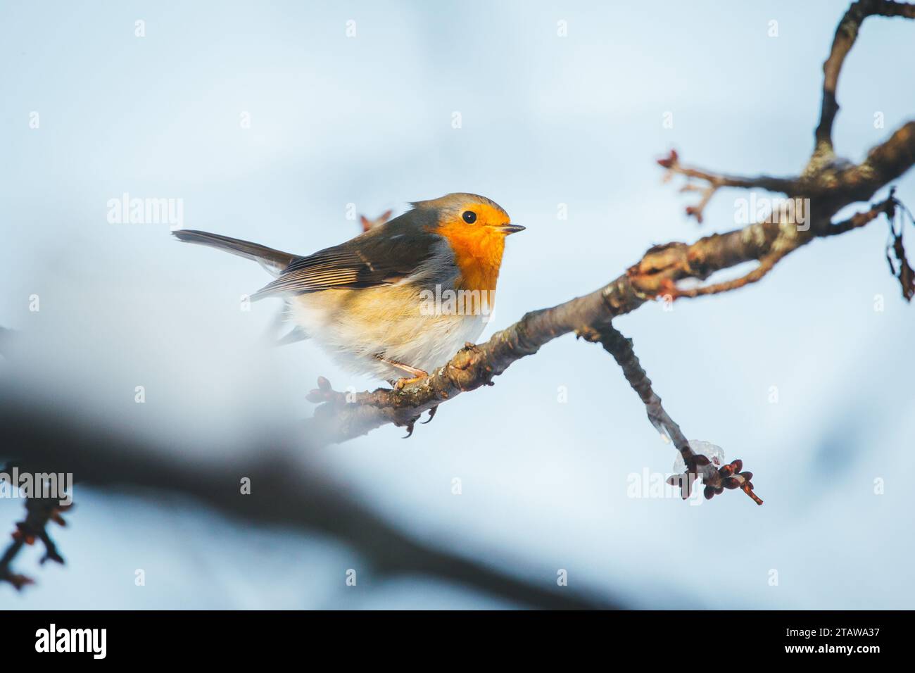 Robin redbreast (Erithacus rubecula aux abords) Banque D'Images