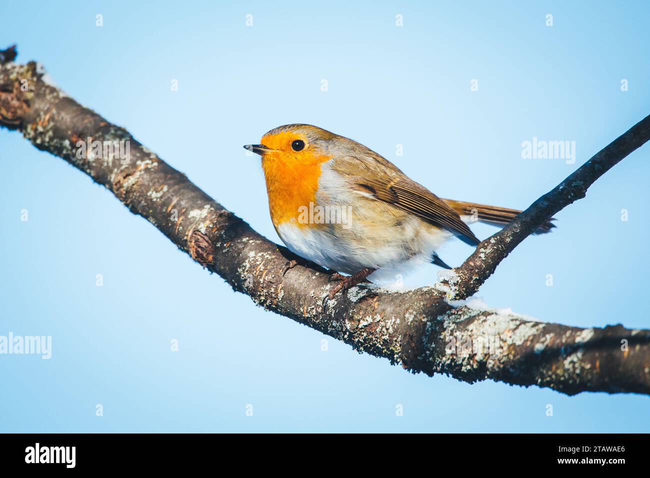 Robin redbreast (Erithacus rubecula aux abords) Banque D'Images Robin redbreast (Erithacus rubecula aux abords) Banque D'Images
